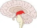 thelimbic